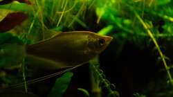 Der größte im Tank