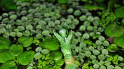 endlich treibt der Glücksbambus etwas aus