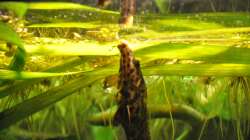 Fütterung 15.12.13 2