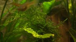 kleiner Fleck Javamoos