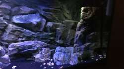 Aquarium Yellow Tank