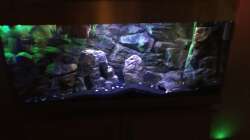 Aquarium Yellow Tank