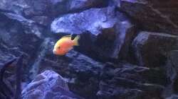 Aquarium Yellow Tank