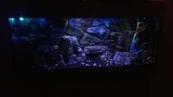 Aquarium Yellow Tank