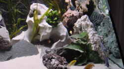 Aquarium Becken 281