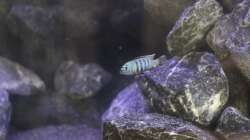 Pseudotropheus saulosi Männchen 