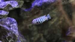 Besatz im Aquarium The Rock