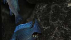 Metriaclima callainos 