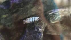 Pseudotropheus saulosi Männchen 