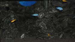 Ein Teil der ganzen Bande PS saulosi und Metriaclima callainos