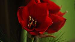 Pflanzen hab ich auch !! Aber nicht im Becken ;)