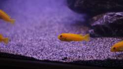 Besatz im Aquarium The Rock