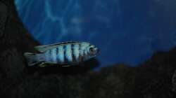 Pseudotropheus saulosi Männchen 