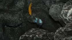 Besatz im Aquarium The Rock