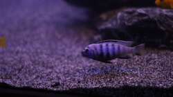 Besatz im Aquarium The Rock