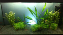 Aquarium Südamerika