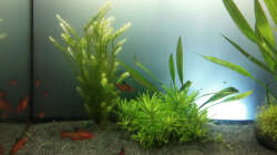 Dekoration im Aquarium Südamerika