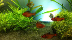 Besatz im Aquarium Südamerika