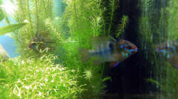 Besatz im Aquarium Südamerika