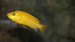 Labidochromis caeruleus Weibchen