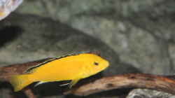 Labidochromis caeruleus Männchen