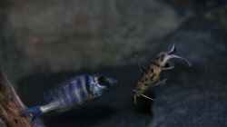 Placidochromis sp. ´phenochilus tanzania´ lupingo Weibchen mit einem Synodontis
