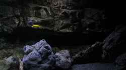Dekoration im Aquarium 575 Liter Malawibecken