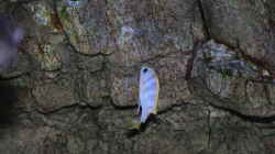 Labidochromis perlmutt Männchen