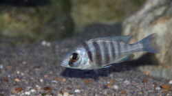Placidochromis sp. ´phenochilus tanzania´ lupingo Weibchen