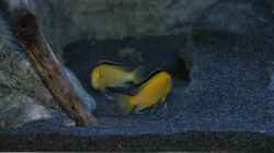 Labidochromis caeruleus Weibchen beim ´rumzicken´