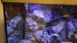 Besatz im Aquarium Malawi Reef