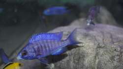 Besatz im Aquarium Malawi Reef