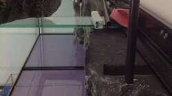 Dekoration im Aquarium Malawi Reef