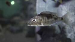 Besatz im Aquarium Malawi Reef