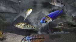 Besatz im Aquarium Malawi Reef