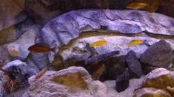 Besatz im Aquarium Malawi Reef