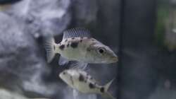 Besatz im Aquarium Malawi Reef