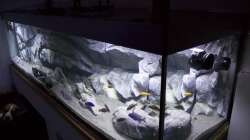 Pflanzen im Aquarium Malawi Reef