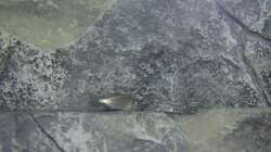 Besatz im Aquarium Malawi Reef