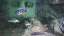 Besatz im Aquarium Malawi Reef