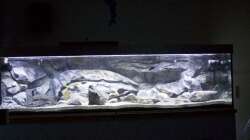 Pflanzen im Aquarium Malawi Reef