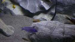 Besatz im Aquarium Malawi Reef