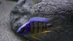 Besatz im Aquarium Malawi Reef