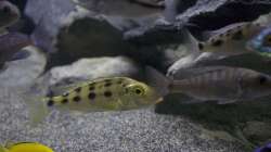 Besatz im Aquarium Malawi Reef