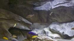 Besatz im Aquarium Malawi Reef