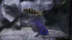 Besatz im Aquarium Malawi Reef