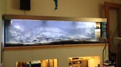 Pflanzen im Aquarium Malawi Reef