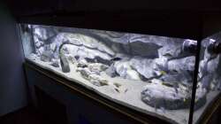 Pflanzen im Aquarium Malawi Reef