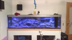 Pflanzen im Aquarium Malawi Reef