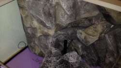 Dekoration im Aquarium Malawi Reef